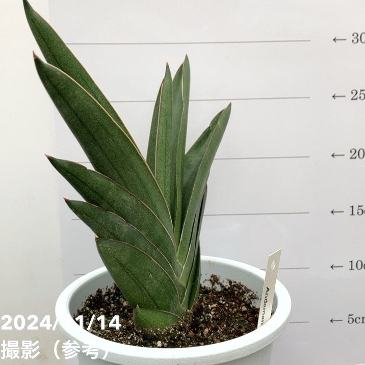 現品お届け】サンスベリア 5号 アンダマン Andaman 白プラ鉢仕様（S128