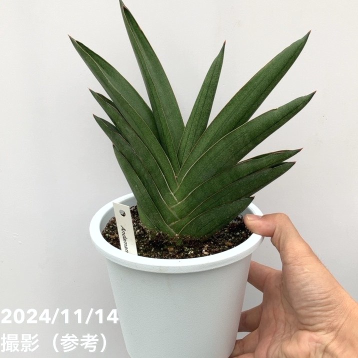 【現品お届け】サンスベリア 5号 アンダマン Andaman 白プラ鉢仕様(S128)|観葉02-D2