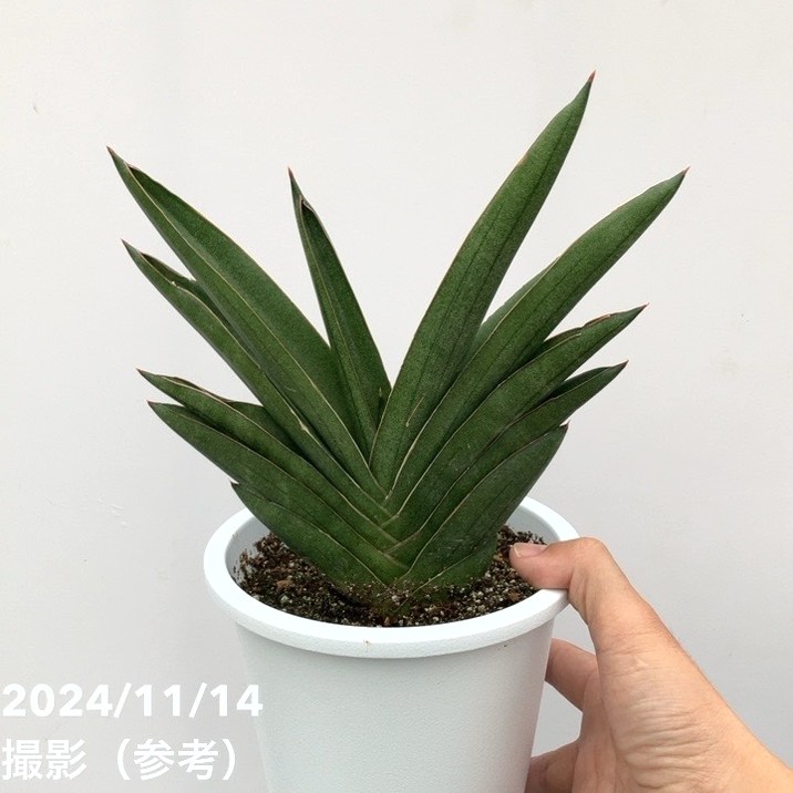 【現品お届け】サンスベリア 5号 アンダマン Andaman 白プラ鉢仕様(S128)|観葉02-D2