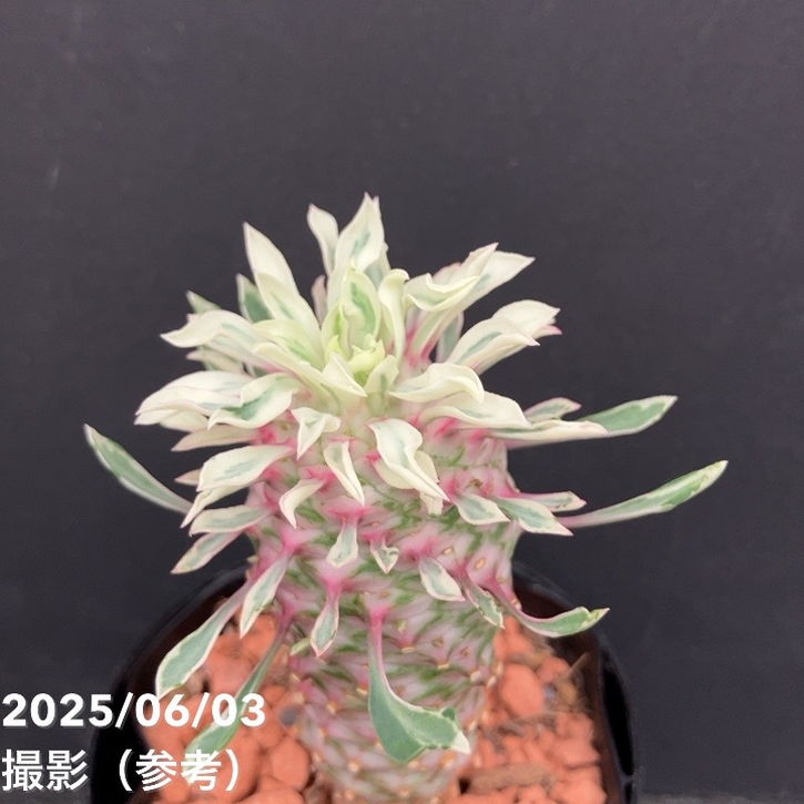 ユーフォルビア 斑入りパイナップルコーン 