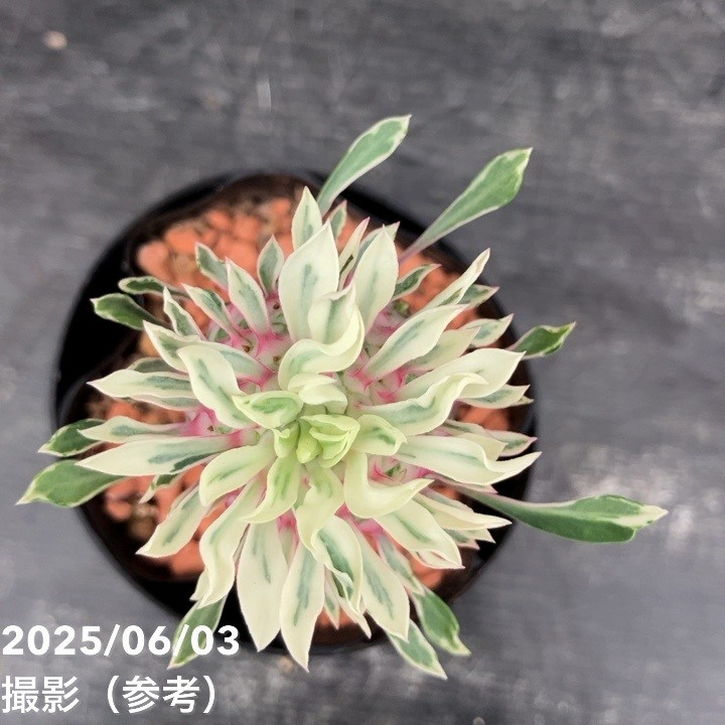 アガベ ハイブリッド 'Illusion' ボビマエア斑入り 赤猫のうっすら斑入り😸 #agave #agavetitanota #agaveredcatweazle