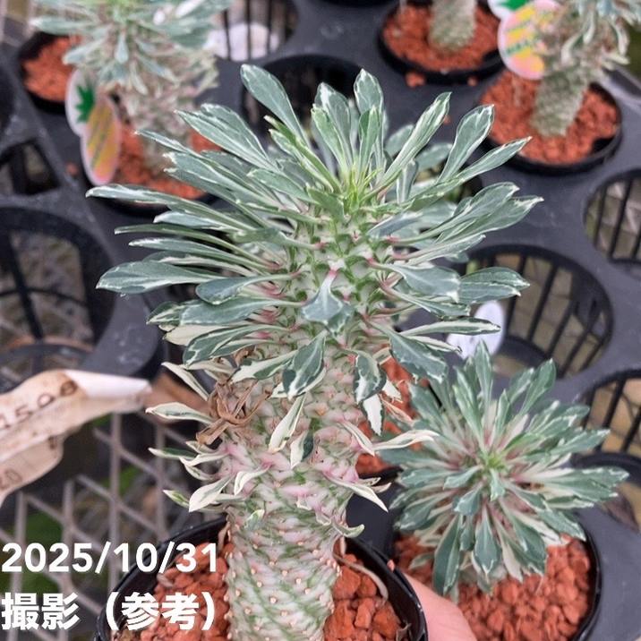 ユーフォルビア 斑入りパイナップルコーン 