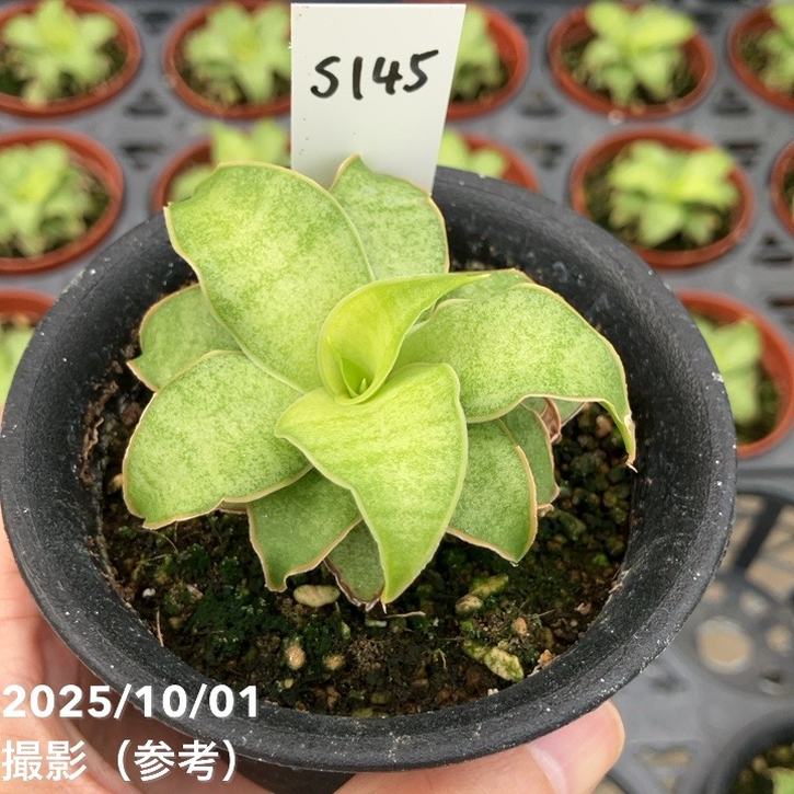 売*郎様 オークション【鉢ごと発送】特選　REZA産　双頭　アガベ　Rose ロ アガベ 白犀牛 鉢植発送 極上血統 特選株 DR2