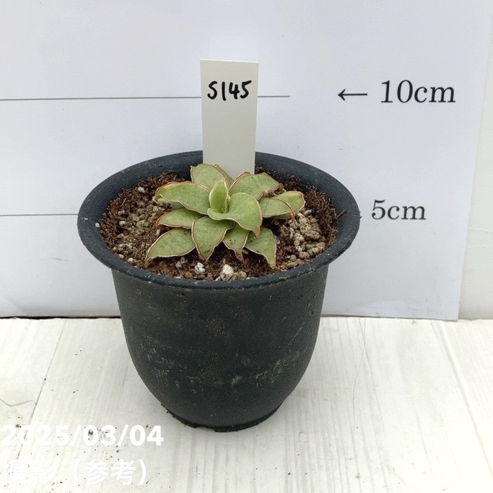 期間限定10％OFF！】【激レア！現品お届け】サンスベリア 3号 Yellow