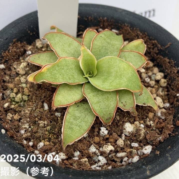 期間限定10％OFF！】【激レア！現品お届け】サンスベリア 3号 Yellow