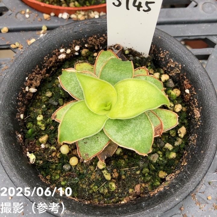 激レア！現品お届け】サンスベリア 3号 Yellow Rose イエローローズ