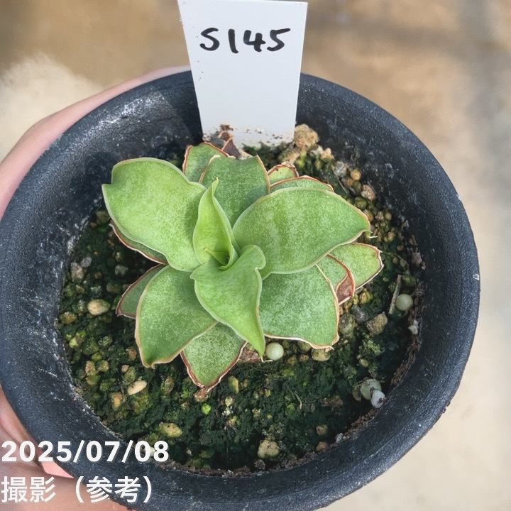 期間限定10％OFF！】【激レア！現品お届け】サンスベリア 3号 Yellow