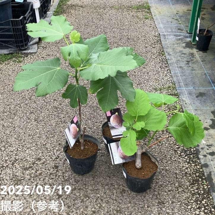 果樹 Y 実付き＞イチジク ゼブラスイート 5号｜果樹04-PA | 果樹