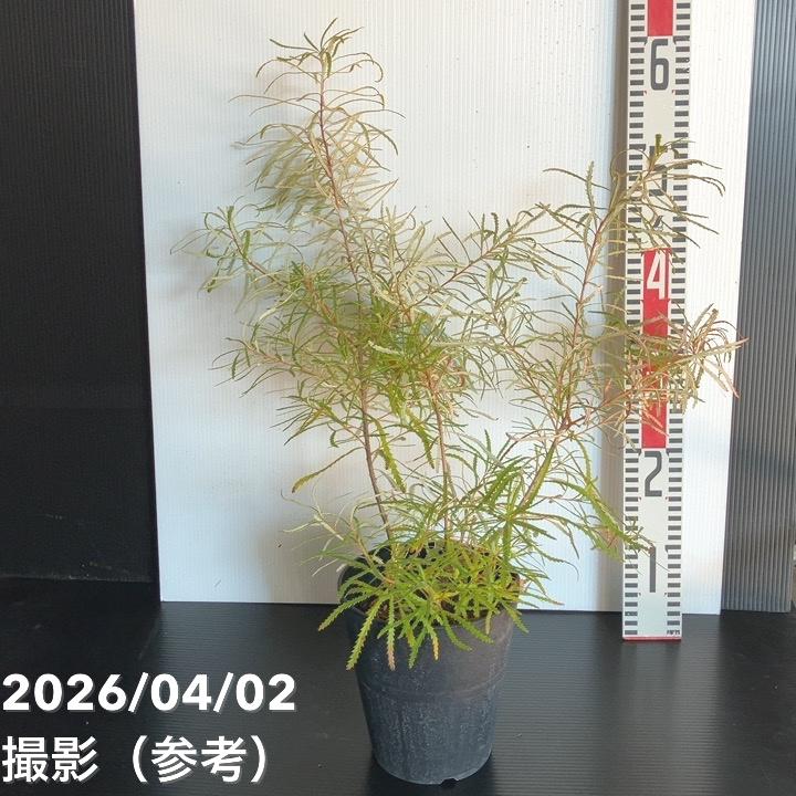 バンクシア スピヌロサ ヘアピンバンクシア 5号｜花木04-PA | 花木