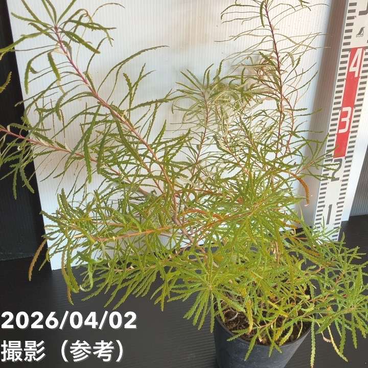 バンクシア スピヌロサ ヘアピンバンクシア 5号｜花木04-PA | 花木