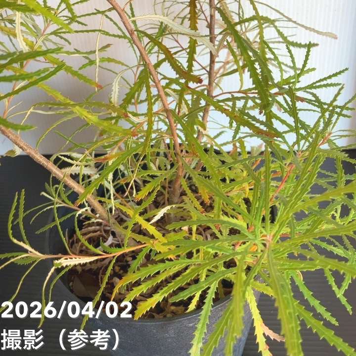 バンクシア スピヌロサ ヘアピンバンクシア 5号｜花木04-PA | 花木