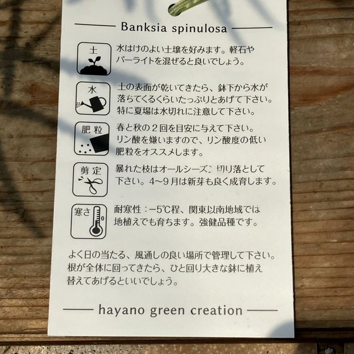 バンクシア スピヌロサ ヘアピンバンクシア 5号|花木04-PA