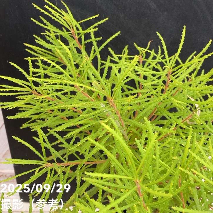 バンクシア スピヌロサ ヘアピンバンクシア 5号｜花木04-PA | 花木