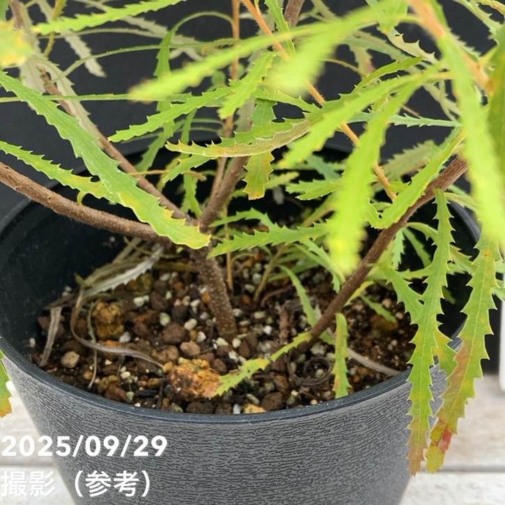 バンクシア スピヌロサ ヘアピンバンクシア 5号｜花木04-PA | 花木