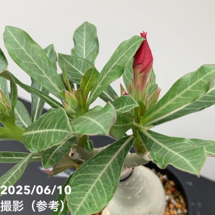 アデニウム オベスム 4号 Bloom（4）｜観葉01-D1 | 観葉・多肉