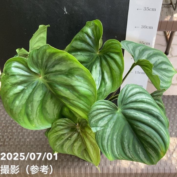 現品お届け】フィロデンドロン プロウマニー 4号（MI6）｜観葉04