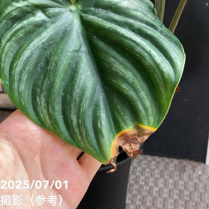 現品お届け】フィロデンドロン プロウマニー 4号（MI6）｜観葉04