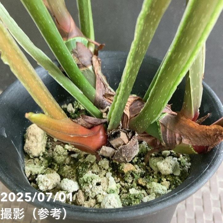 現品お届け】フィロデンドロン プロウマニー 4号（MI6）｜観葉04-PA