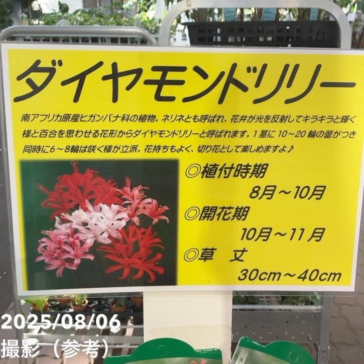 秋咲き球根 ネリネ ダイヤモンドリリー サルニエンシス ピンク 1球入り