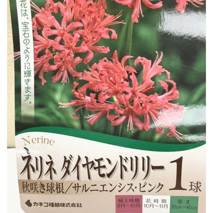 【花芽着き苗】 ネリネ 情念（ブラックレッド）　ダイヤモンドリリー　宿根草 花芽着き苗】 ネリネ 情念（ブラックレッド） ダイヤモンドリリー