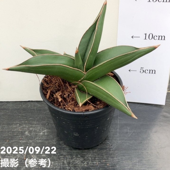 サンスベリア 10.5cmポット サムライドワーフ Samurai dwalf｜観葉02