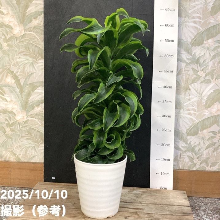 ドラセナ トルネード 5号 斑入り｜観葉04-PA | 観葉・多肉 | 赤塚