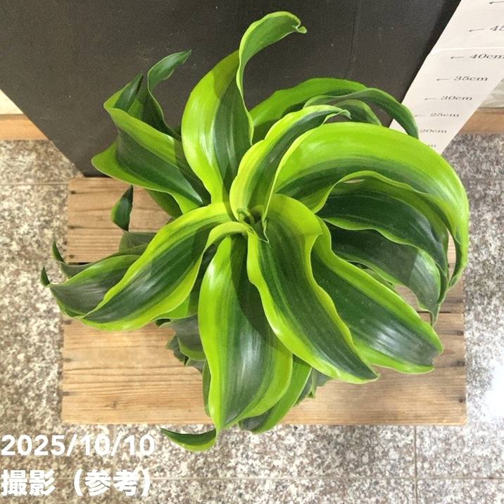 ドラセナ トルネード 5号 斑入り｜観葉04-PA | 観葉・多肉 | 赤塚