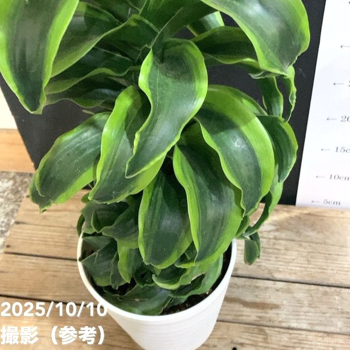 ドラセナ トルネード 5号 斑入り｜観葉04-PA | 観葉・多肉 | 赤塚