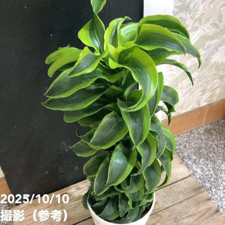 ドラセナ トルネード 5号 斑入り｜観葉04-PA | 観葉・多肉 | 赤塚