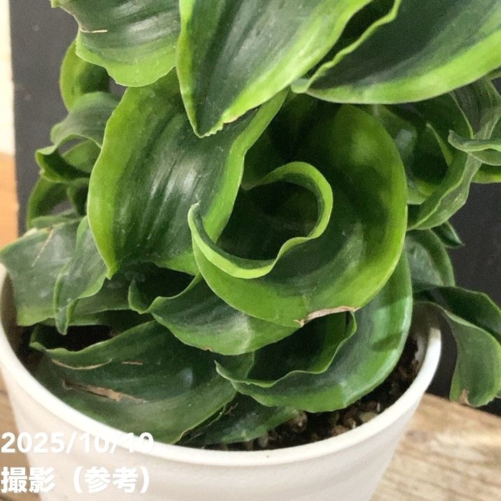 ドラセナ トルネード 5号 斑入り｜観葉04-PA | 観葉・多肉 | 赤塚