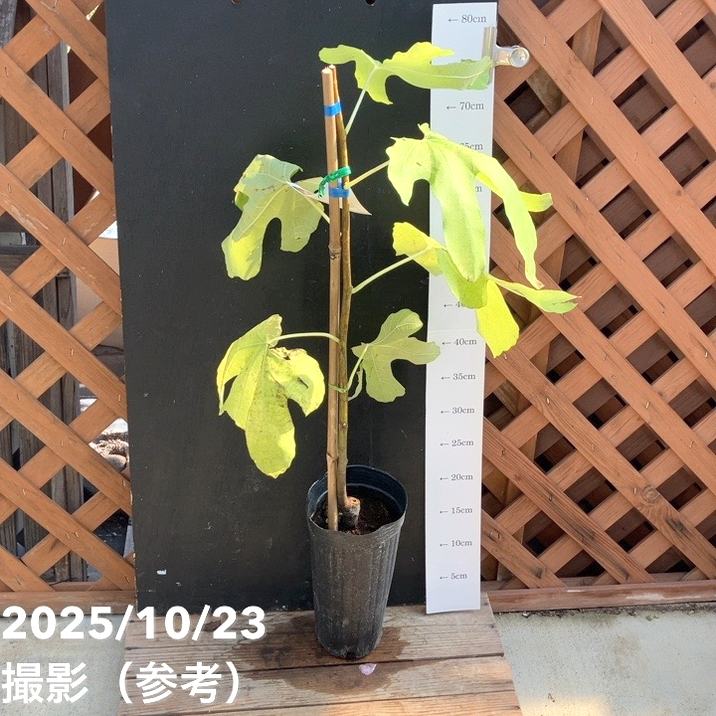 イチジク ロンドボーテックス 4号ロングポット 1年生｜YA｜果樹04-PA