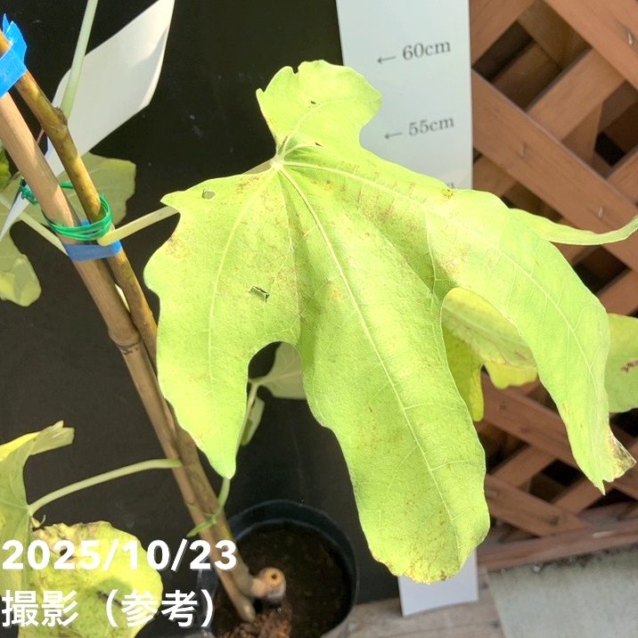 イチジク ロンドボーデックス 4号ロングポット 1年生|YA|果樹04-PA