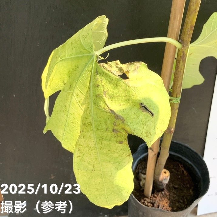 イチジク ロンドボーデックス 4号ロングポット 1年生|YA|果樹04-PA