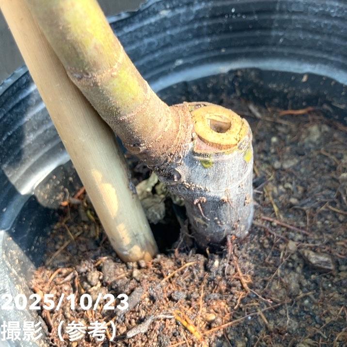 イチジク ロンドボーデックス 4号ロングポット 1年生|YA|果樹04-PA