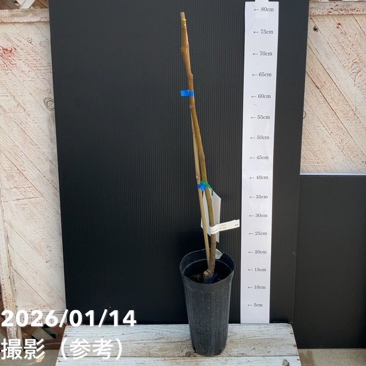 イチジク ロンドボーデックス 4号ロングポット 1年生|YA|果樹04-PA