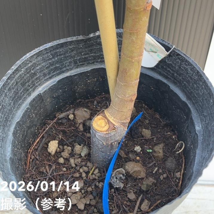 イチジク ロンドボーデックス 4号ロングポット 1年生｜YA｜果樹04-PA