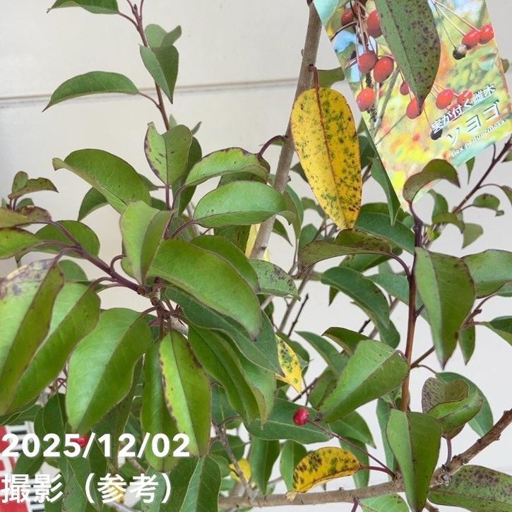 ソヨゴ 雌木 メスギ 6号|花木04-PA