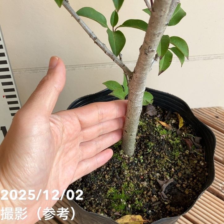 ソヨゴ 雌木 メスギ 6号｜花木04-PA | 花木・庭木 | 赤塚植物園