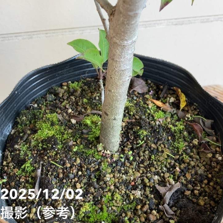 ソヨゴ 雌木 メスギ 6号|花木04-PA