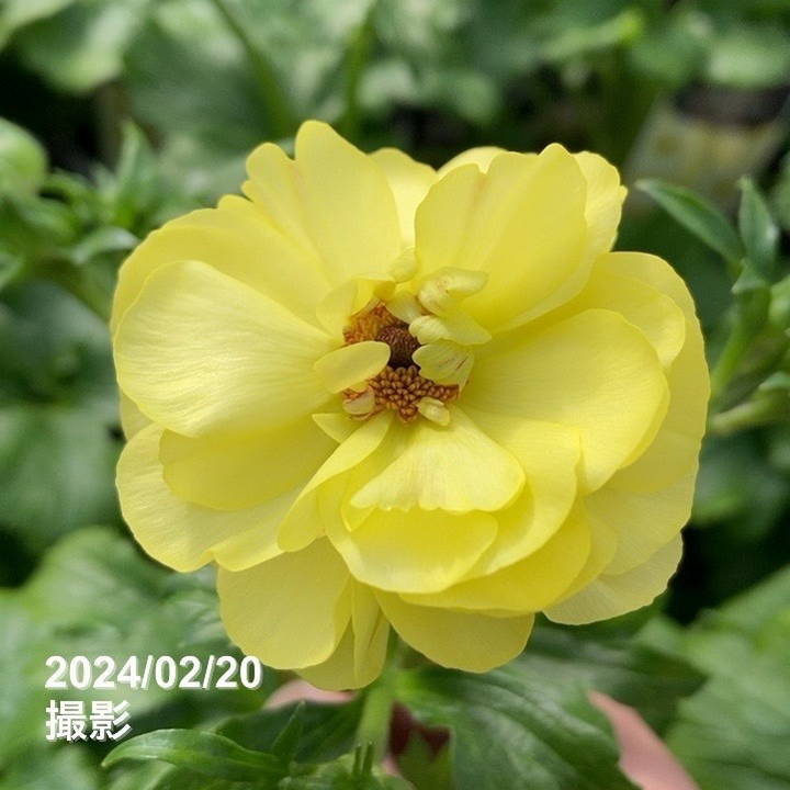 専用　ラナンキュラスラックス7品種 ラナンキュラス ラックス 7号 ハリオス｜草花10-TU | 草花