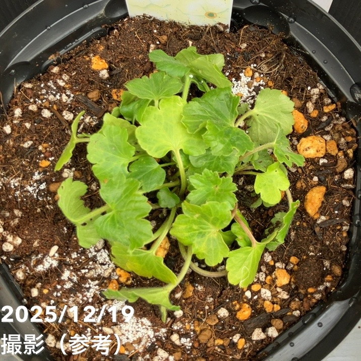 ラナンキュラス ラックス 7号 ハリオス｜草花10-TU | 草花