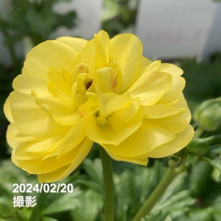 専用　ラナンキュラスラックス7品種 専用 正規品 ラナンキュラスラックス7品種セット 【公式通販】