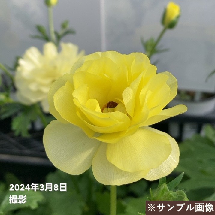 ⑦ ラナンキュラス　ラックス Oasis79.7 ウチいち！～ラナンキュラス・ラックス～｜【佐藤園芸】長野