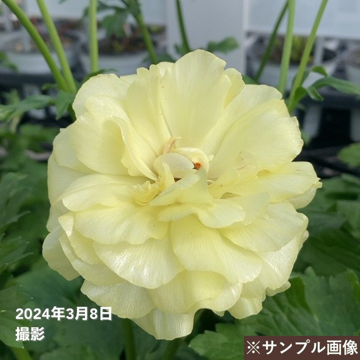 ⑦ ラナンキュラス　ラックス ラナンキュラス ラックス 7号 ハリオス｜草花10-TU | 草花