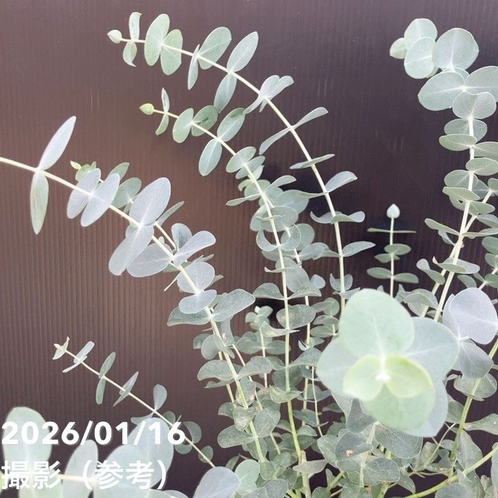 ユーカリ シネレア（銀丸葉）7号｜花木10-TU | 花木・庭木,[オージー