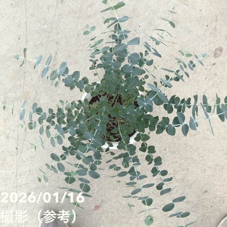 ユーカリ シネレア（銀丸葉）7号｜花木10-TU | 花木・庭木,[オージー