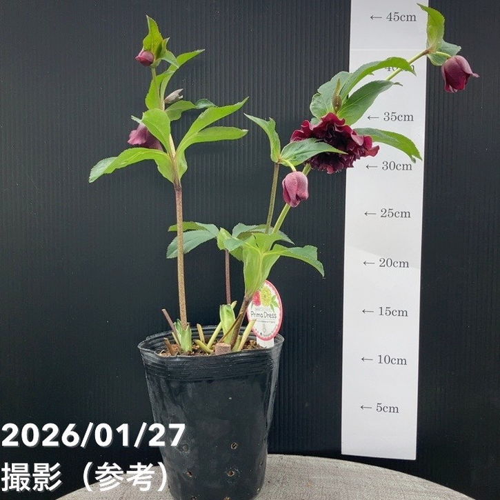 一点物】横山園芸 クリスマスローズ プリマドレス 4.5号（YK1）｜山野