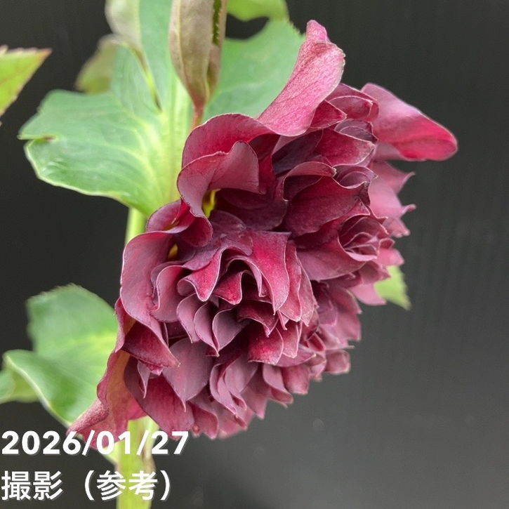 一点物】横山園芸 クリスマスローズ プリマドレス 4.5号（YK1）｜山野