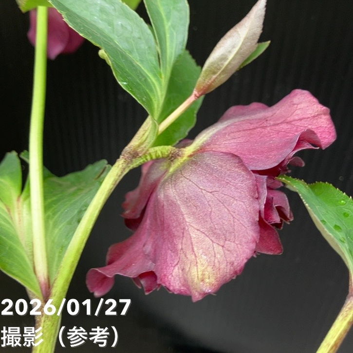決算P5倍！8/2まで】【一点物】横山園芸 クリスマスローズ プリマ