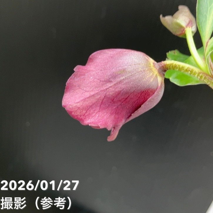 一点物】横山園芸 クリスマスローズ プリマドレス 4.5号（YK1）｜山野